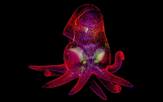 Microscope image of a California two-spot octopus (Octopus bimaculoides) embryo
