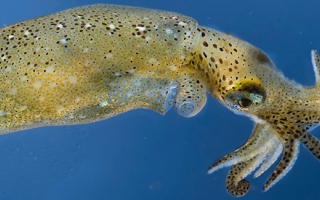 Pygmy squid. Credit: Tom Kleindinst