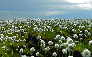 Cottongrass regrows at the site of the Anaktuvuk River fire in arctic Alaska. MBL Ecosystems Center scientists are studying how the tundra recovers from wildfire. Credit: Emily Stone