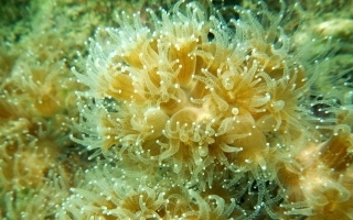 Coral in Vineyard Sound