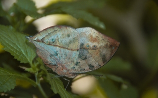 The Dead Leaf Butterfly (Kallima inachus) on a branch. Credit: Nipam Patel