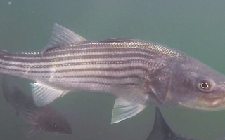Striped bass in Eel Pond, Woods Hole. Credit: Steve Zottoli