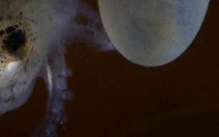 An octopus emerges from an egg in the MBL's Cephalopod Mariculture facility in this screenshot from "Octopus: Making Contact."