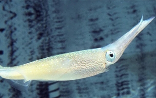 Longfin inshore squid 