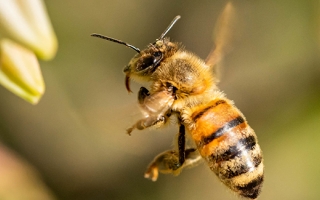 Closeup shot of a bee flying to pollinate white flowers