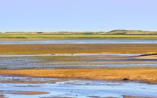 Cape cod wetlands