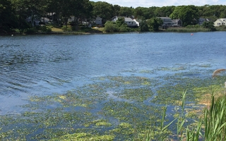 Eutrophication seen on the eastern shore of Little Pond, East Falmouth, Massachusetts.