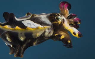 Flamboyant cuttlefish (Metasepia pfefferi). Credit Tom Kleindinst