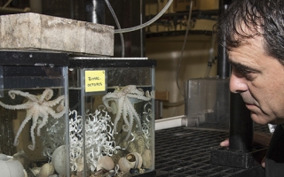 Joshua Rosenthal with Octopus bimaculoides in the MBL's Marine Resources Center. Credit: Tom Kleindinst