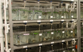 Frog tanks in the National Xenopus Resource at the MBL.