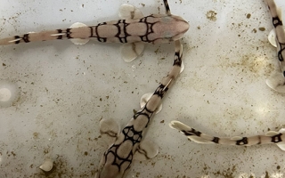 newly hatched chain catshark