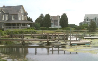Algae in West Falmouth in 2014. Credit: Buzzards Bay Coalition