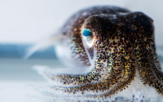 hummingbird bobtail squid Euprymna berryi - Credit Tim Briggs