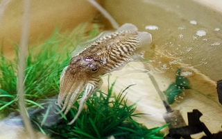 Common Cuttlefish (Sepia officinalis) in tanks in the Roger Hanlon Lab. Credit: Dee Sullivan
