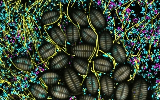 Microbial community on surface of kelp. Each dot or filament is a bacterial cell and the different colors indicate different kinds of bacteria. The larger, ridged ovals are single-celled algae called diatoms.