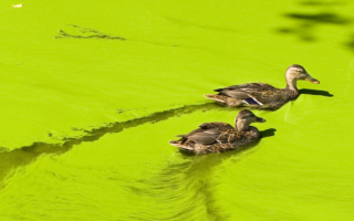 Algae bloom on pond with ducks
