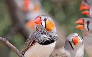 Zebra finch flock. These birds are important model organisms in our understanding of hearing. Credit: Ray Turnbull, iNaturalist
