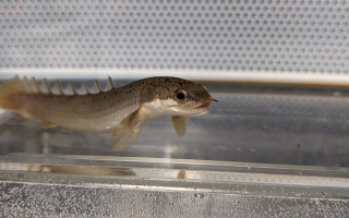 A Polypterus sits on the treadmill in the flow tank in Rowe Laboratory at MBL