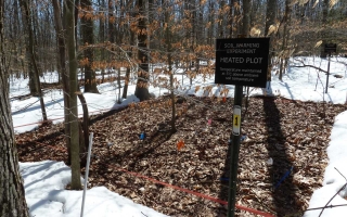 MBL Distinguished Scientist Jerry Melillo and colleagues have been observing the effects of warming soil at Harvard Forest since 2001. Credit: Audrey Plotkin