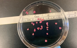 Pink berries in petri dish