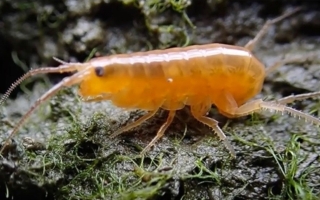  Orange amphipods caught the eye (and interest) of Brown University graduate students conducting field research. Photo by David Johnson. 