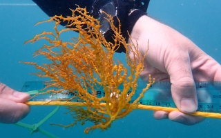 diver measures seaweed