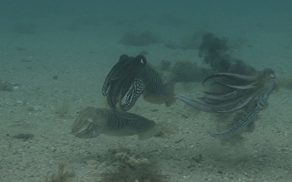Two male cuttlefish, spurting ink, fight over a female (bottom left).