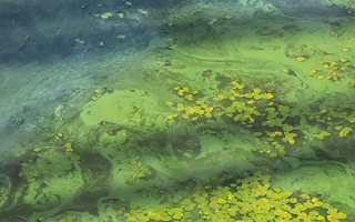 Algae bloom and lilypads on pond