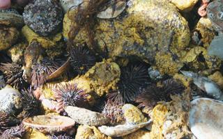 Sea urchins and other animals caught in colleting net.