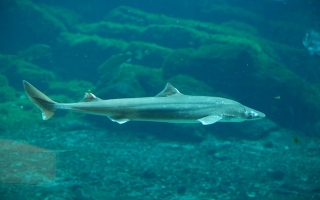 cape shark