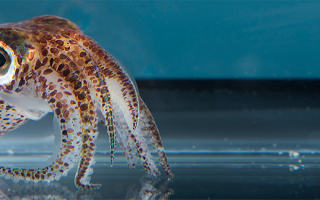 The Hawaiian bobtail squid (Euprymna scolopes)