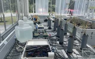 A custom built, artificial "tidal" system in the MBL greenhouse.
