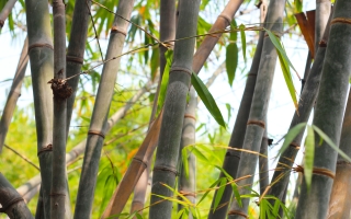 Green bamboo shoots