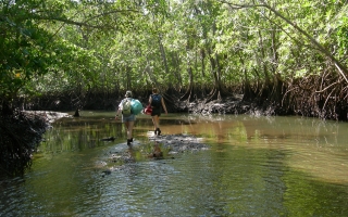 MBL Ecosystems Center scientists Anne Giblin and Sophia Fox working in a mangrove estuary in Panama several years ago.