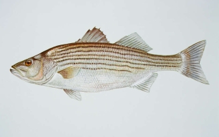Striped bass (Morone saxatilis)  Credit US Fish and Wildlife Service, cc-publicdomain.jpg