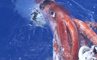 A live giant squid (Architeuthis dux) is hauled to the surface on a baited hook in Japan. 