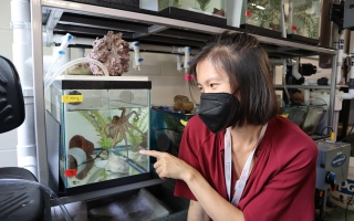 Grass Fellow Z. Yan Wang visits an active California two-spot octopus (O. bimaculoides) in the MBL's Marine Resources Center. 