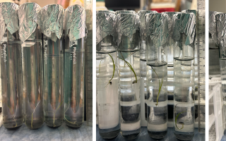 Seagrass seedling tissue cultures first four weeks after germination (photos by Saophea Chhon).