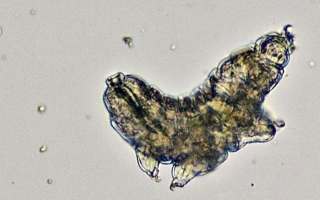 a microscopic image of a tardigrade on a gray background