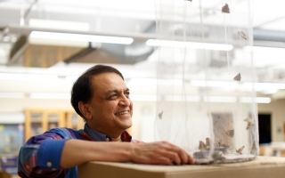 Nipam Patel with Painted Lady butterflies