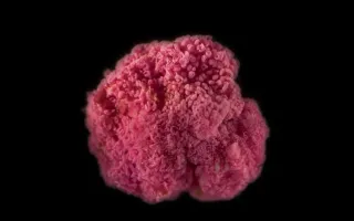 A pink berry about 3 mm in diameter. The pink color is from the Thiohalocapsa PSB1 bacterial cells which are held together with a clear exopolymer "goo." Credit: Scott Chimileski
