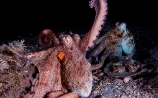 octopus