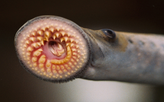 sea lamprey