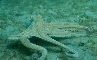octopus