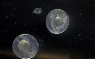 zebrafish embryos
