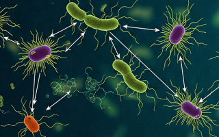 Graphical depiction of microbial food webs.