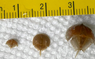 Baby Horseshoe crabs next to ruler.