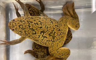 image of frog. head to the left. front legs out. back legs out. in a tank