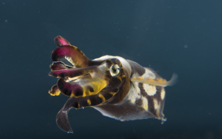 flamboyant cuttlefish.. red arms, yellow arms. body black with whiteish yellow spots. Eye on top. 