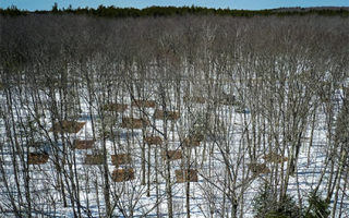 Photo taken from high above a winter forest, with square plots of warmed soil without snow visible on the forest floor.
